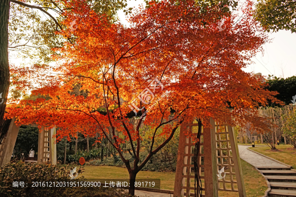 秋葉高清,,楓樹(shù)葉背景
