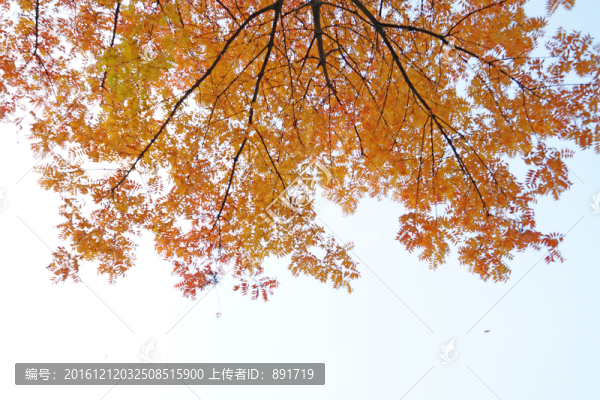 槭樹葉,秋天素材高清