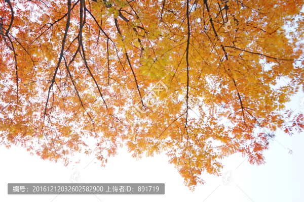 槭樹(shù)葉,秋天素材高清