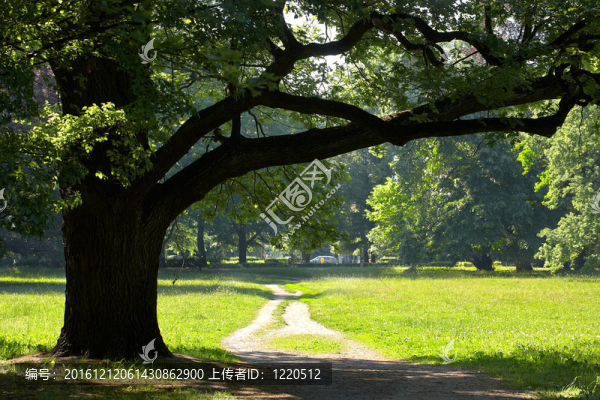 公園里的春天