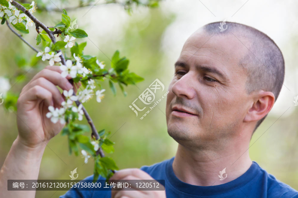 農(nóng)藝師檢查的櫻花