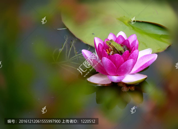 花中的青蛙