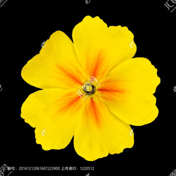 黃色的櫻草花孤立在黑
