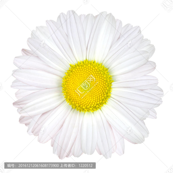 雛菊花-白色與黃色中心