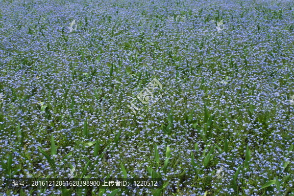 天然綠色背景上的花朵