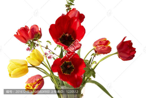 郁金香-匯圖網(wǎng) www.fosd68.com 郁金香