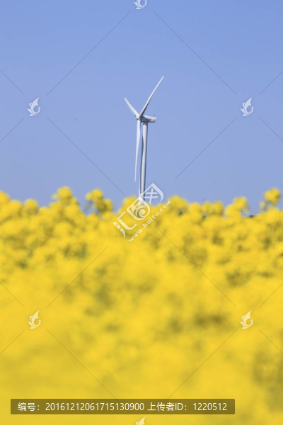 窗口功率和油菜籽