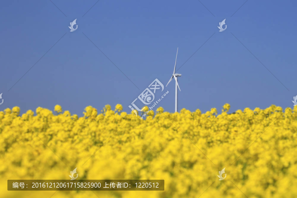 窗口功率和油菜籽