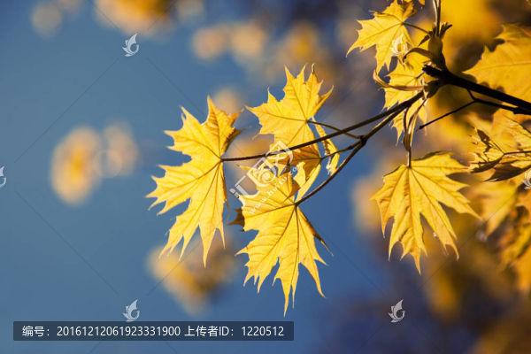 秋天早晨的黃葉