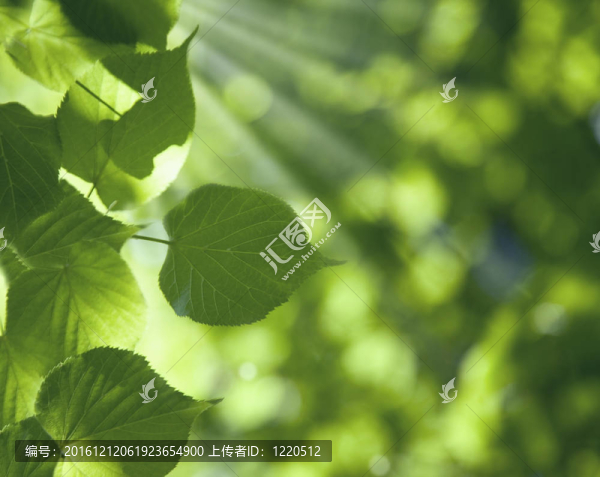 晴天的綠葉