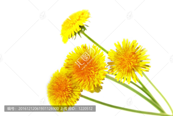 蒲公英