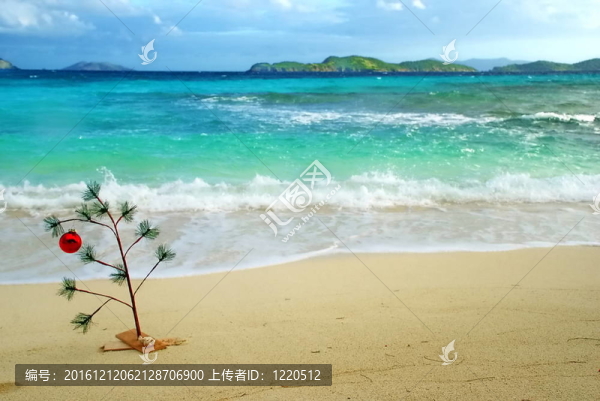 加勒比圣誕樹