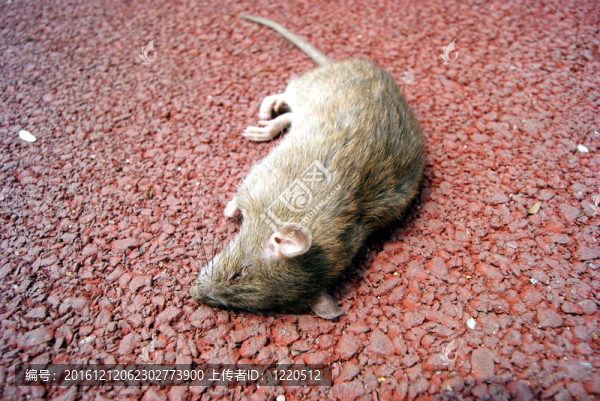 死老鼠