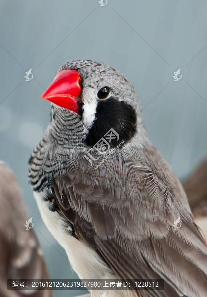 斑馬Finch