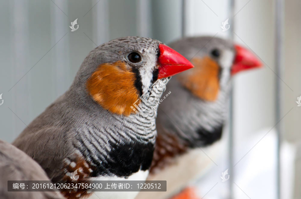 斑馬Finch