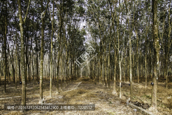 橡膠樹(shù)森林。