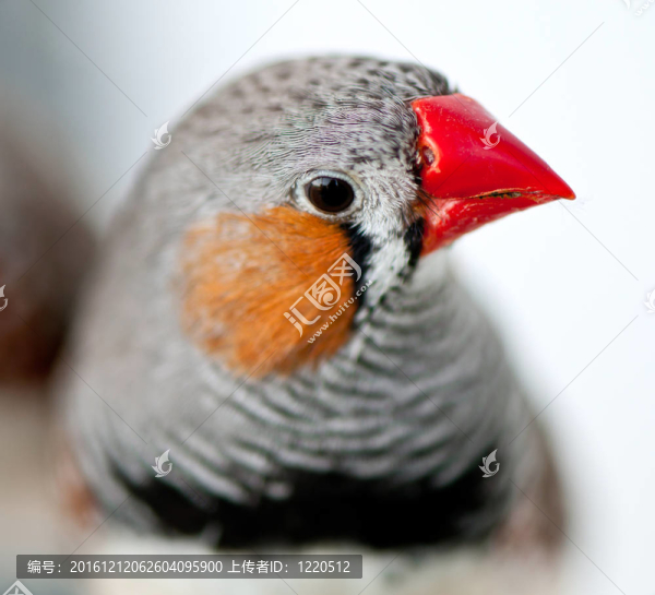斑馬Finch