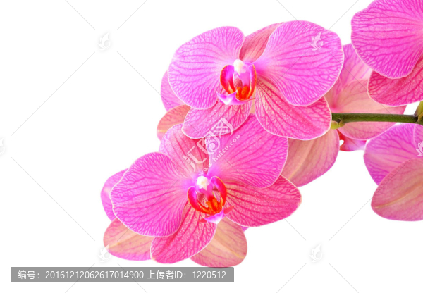 粉紅色蘭花花；在白色背景上分離