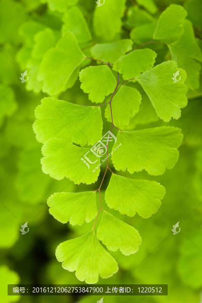孔雀草