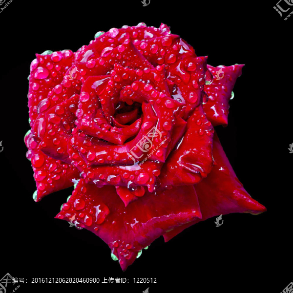水滴中盛開的紅玫瑰花蕾
