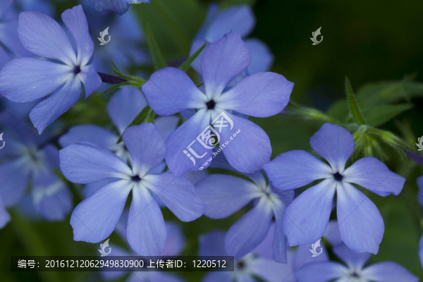 野福祿考花