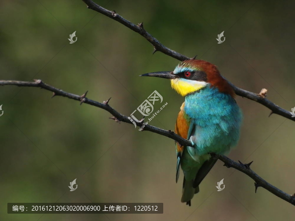 歐洲分公司的食蜂鳥