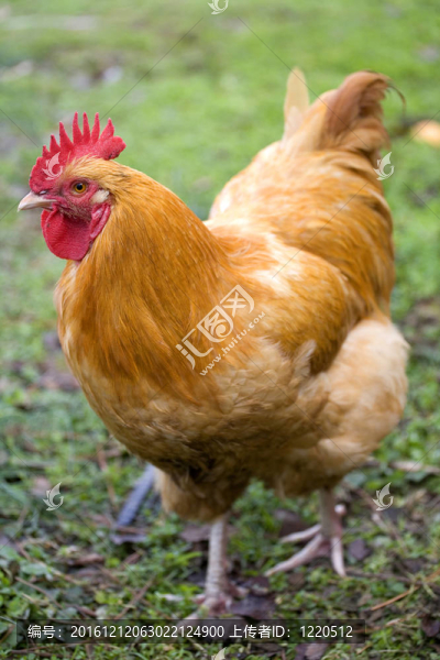 公雞-匯圖網(wǎng) www.fosd68.com 公雞