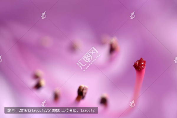 杜鵑花。