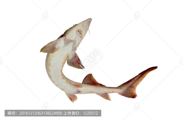 白底魚