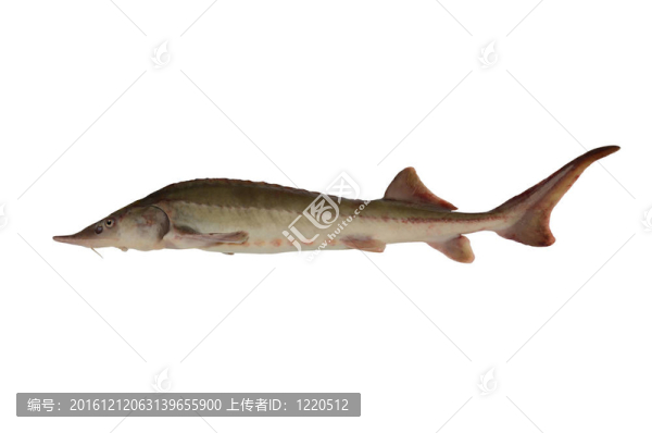 白底魚