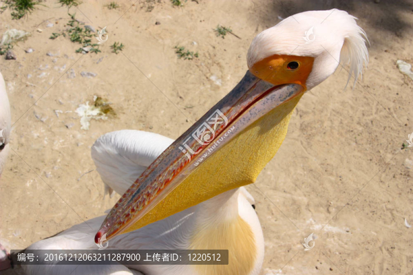 鵜鶘