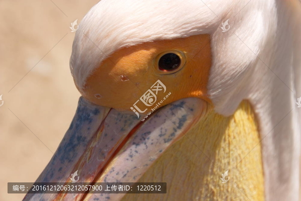 鵜鶘