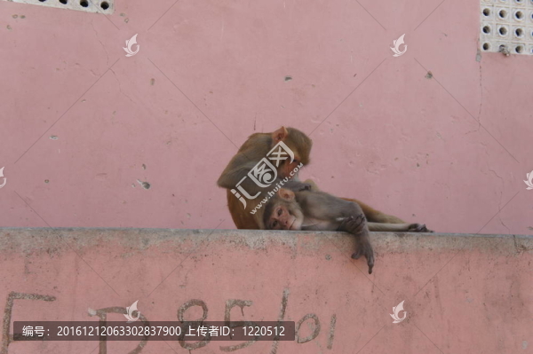 猴子
