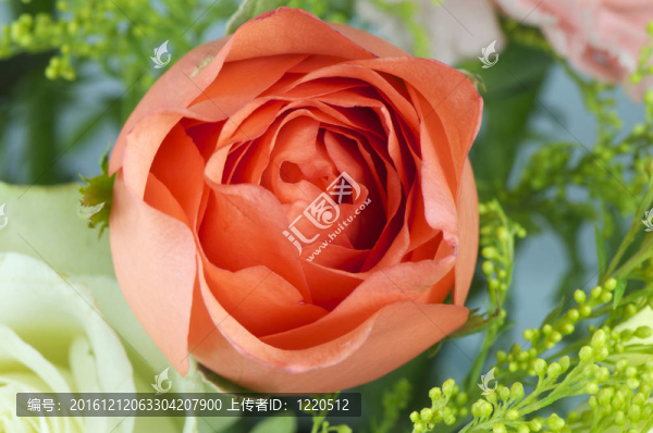 玫瑰的細(xì)節(jié)