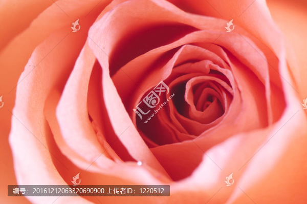 玫瑰的細(xì)節(jié)