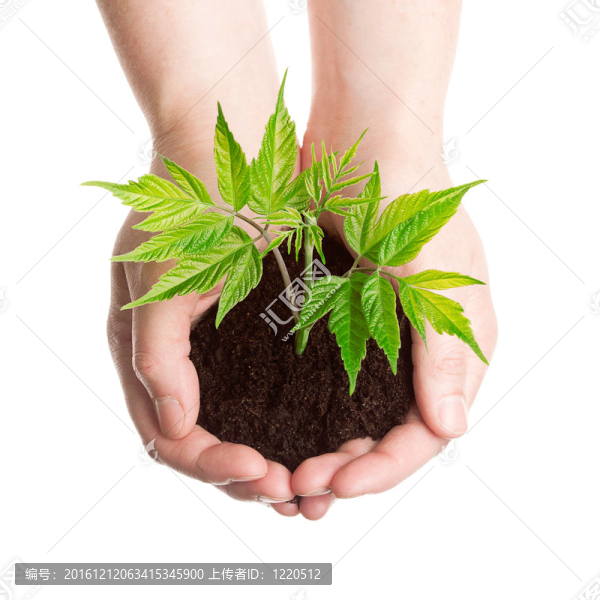 手中的植物