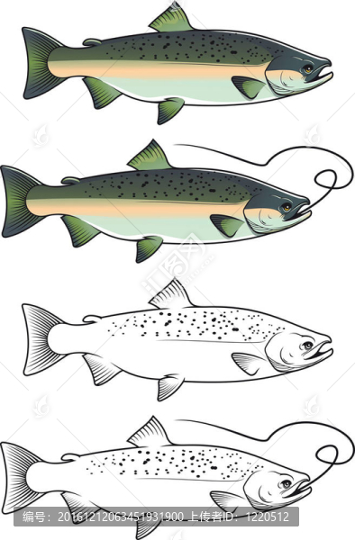 大麻哈魚