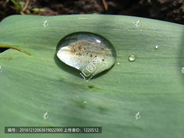 葉子上的水