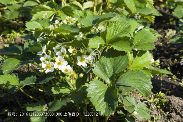 草莓開花灌木