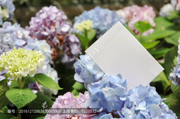 紙坯花