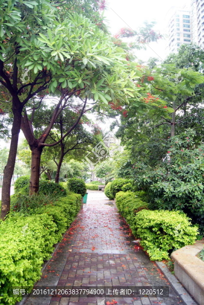 林蔭路