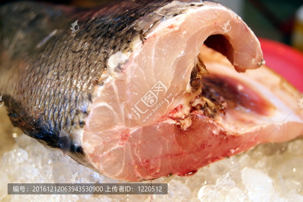 魚的肉