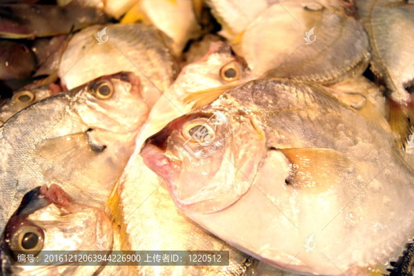 魚