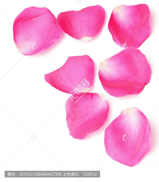 玫瑰的花瓣邊緣