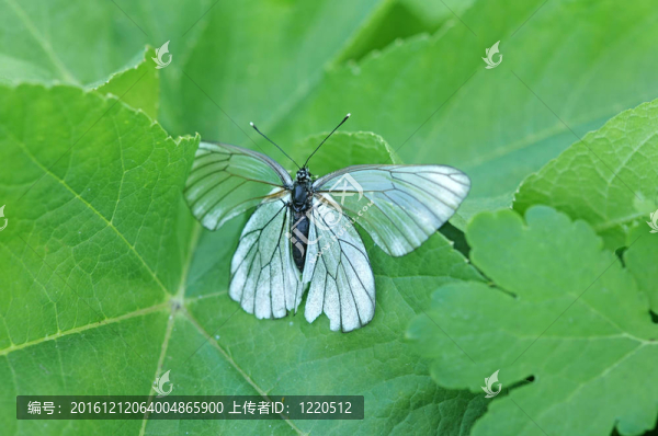 葉子上的美麗蝴蝶