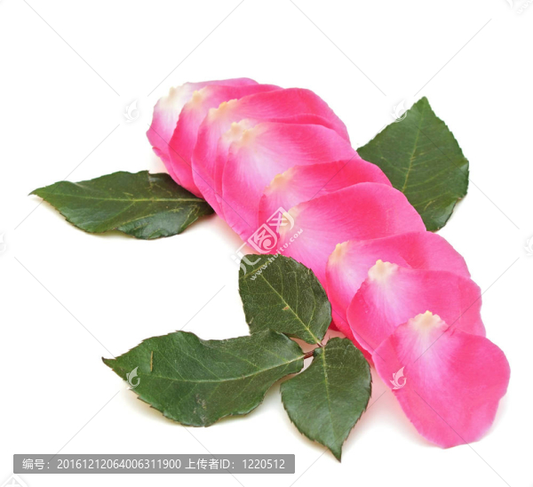白色背景上的粉紅色玫瑰花瓣