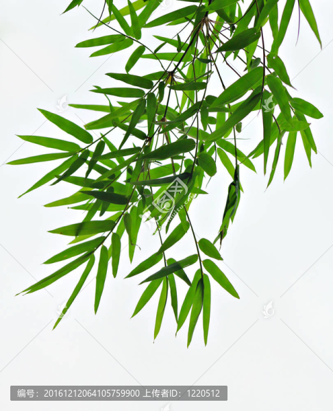 竹葉