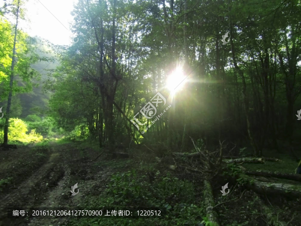 日出在樹林間的夏日森林