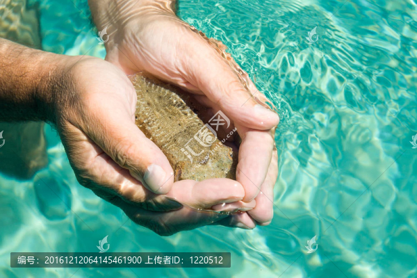 墨魚發(fā)現(xiàn)保護(hù)之間的我的手