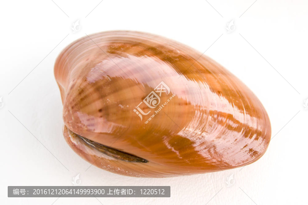 美味鮮抓蛤蜊